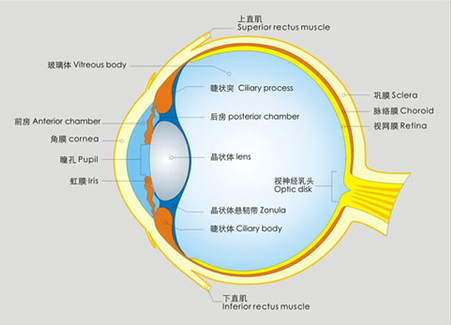 告訴你個(gè)“小秘密”：為什么眼睛不怕冷？