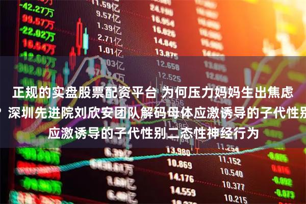 正规的实盘股票配资平台 为何压力妈妈生出焦虑儿子和多动女儿？深圳先进院刘欣安团队解码母体应激诱导的子代性别二态性神经行为